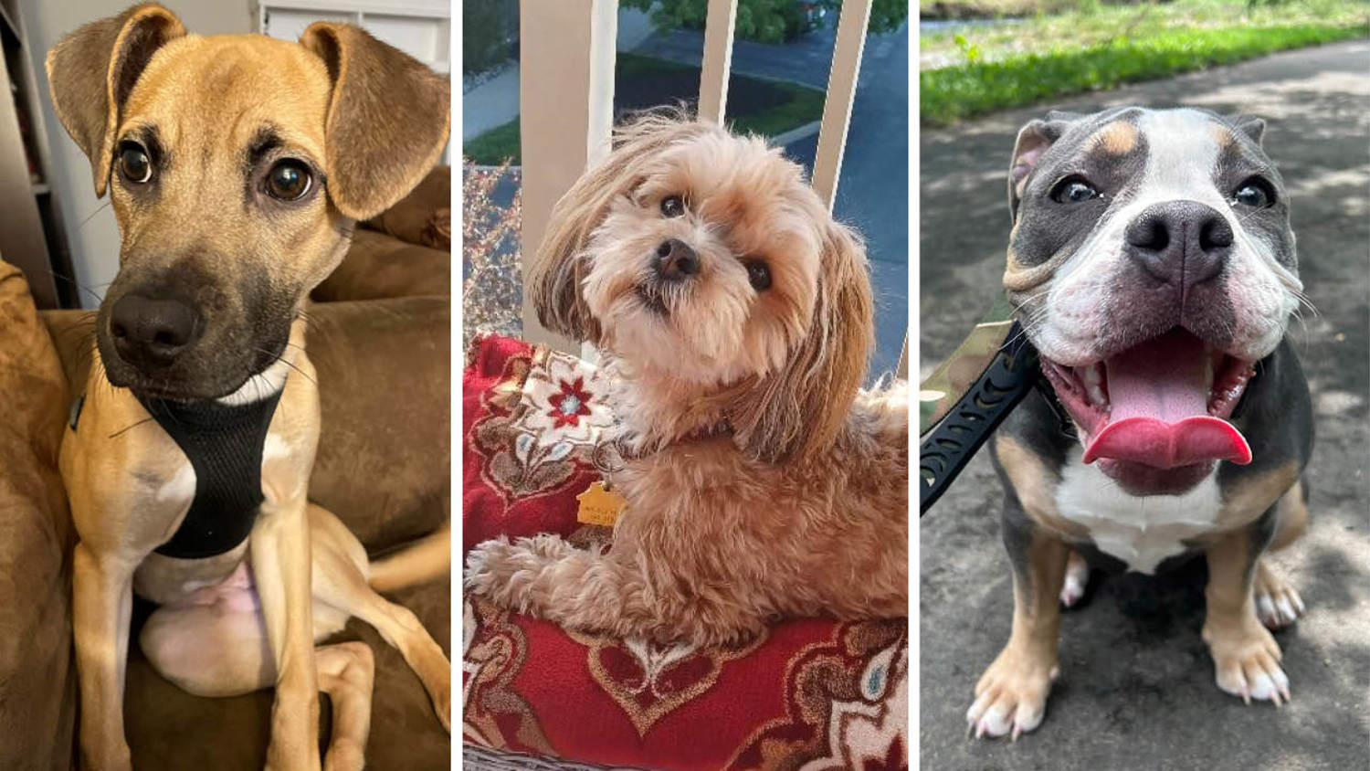Larken Associates Announces Winners of Bark'n Living Summer Pet Photo Contest for Multifamily Communities