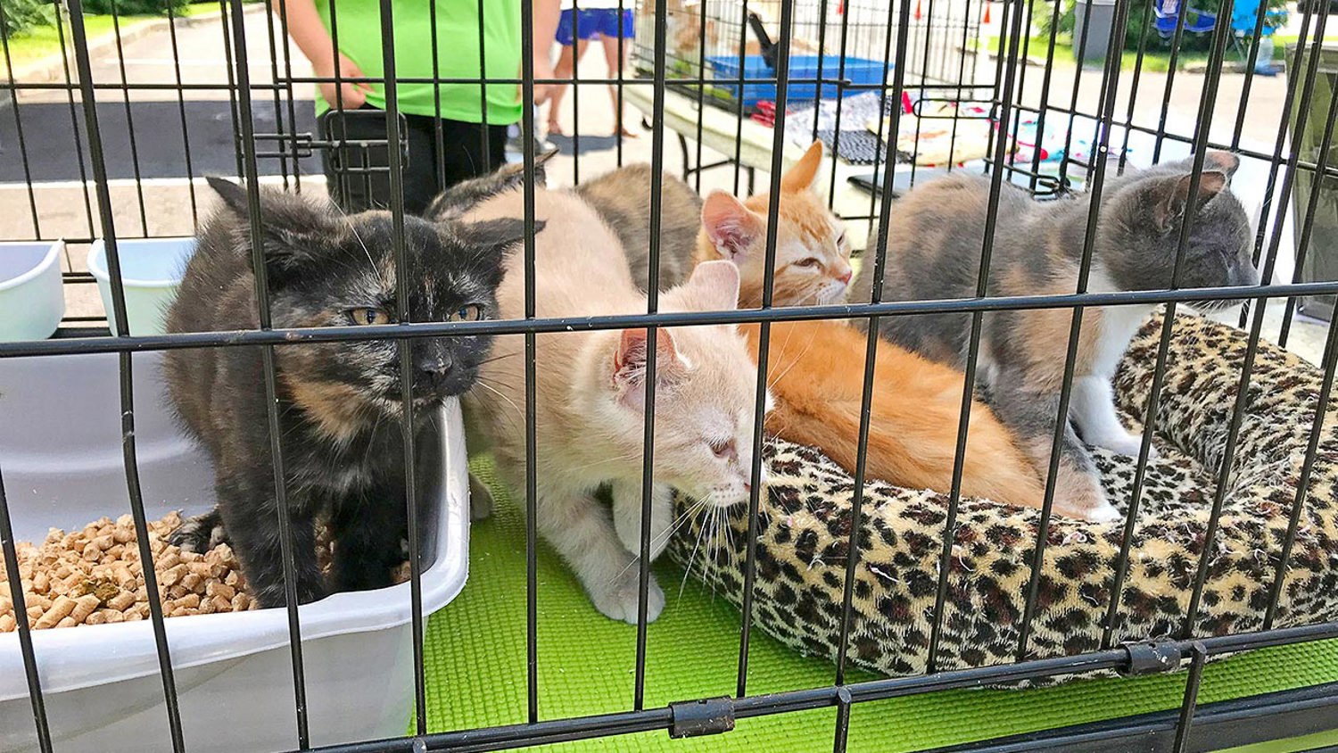 Adopt a Furry Companion at The Hills at Lehigh's First Ever Pet Adoption Event