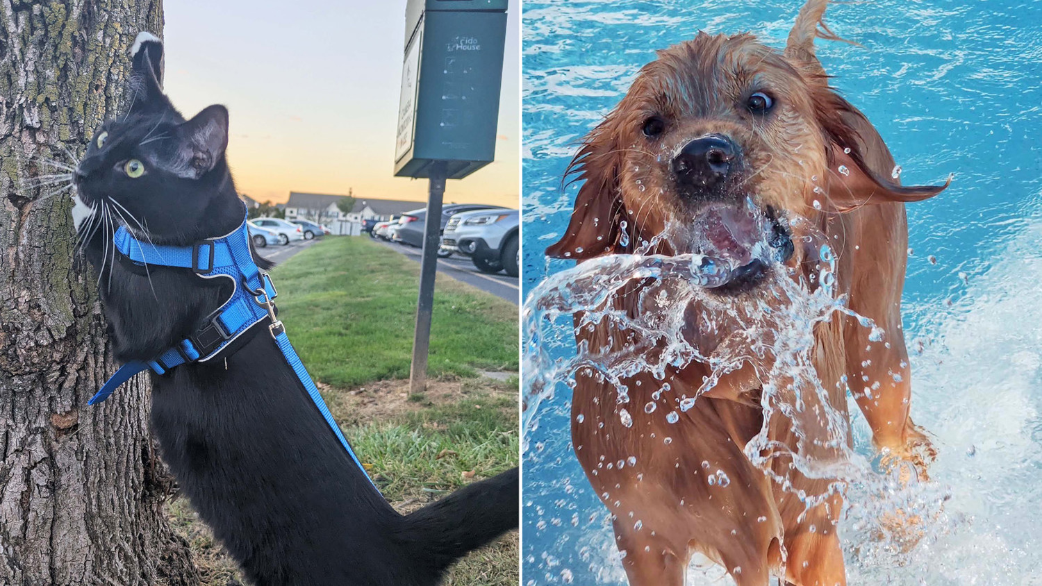 Larken Associates Hosts Annual Bark'n Living Summer Pet Photo Contest at Larken Living Apartment Communities