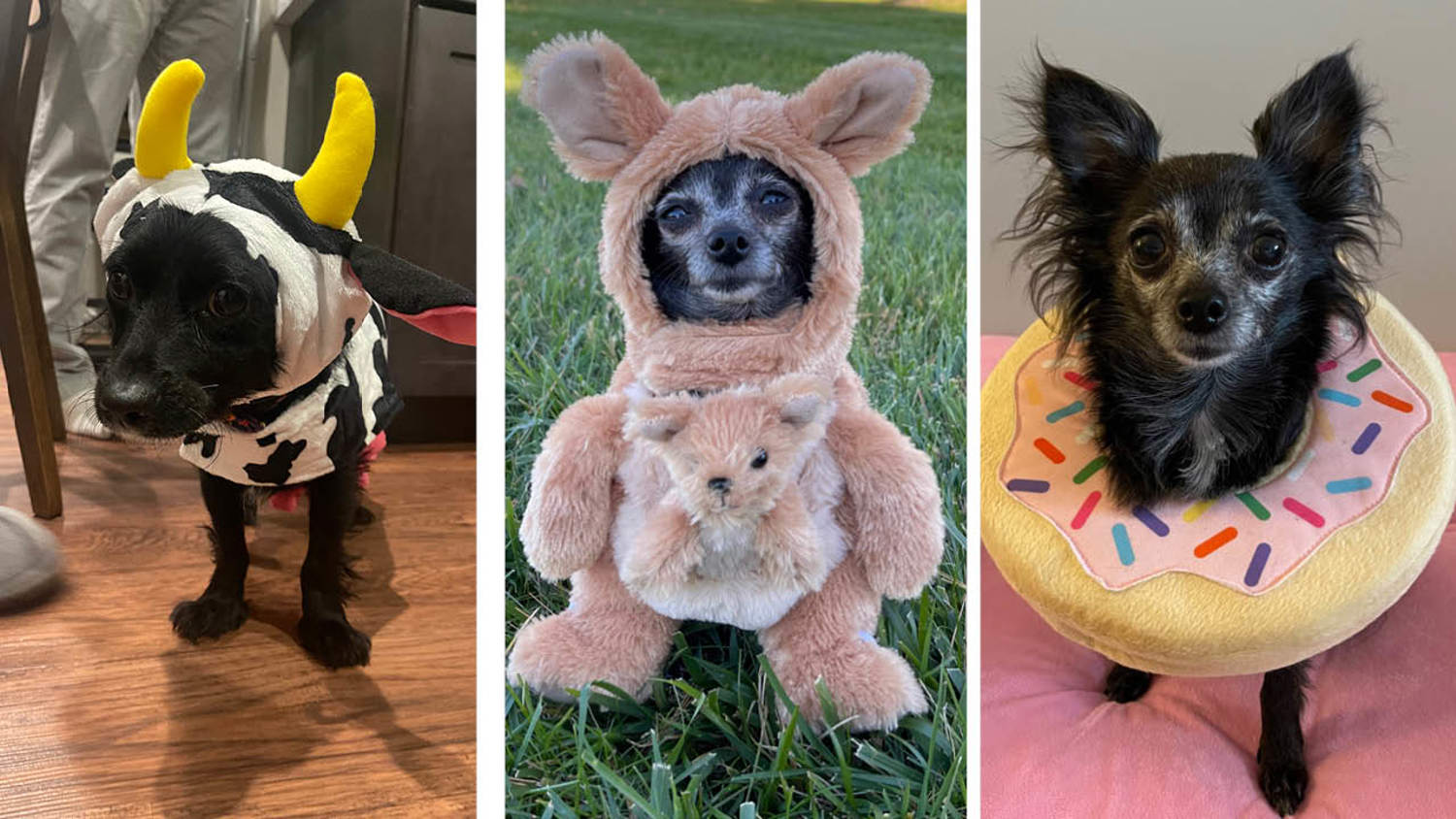 Larken Associates Celebrates Halloween With Costume Contest at Larken Living Multifamily Communities