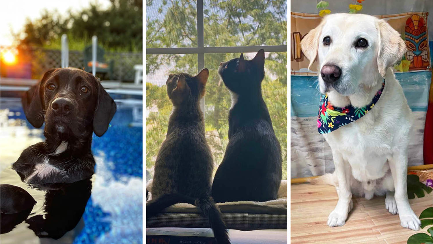 Larken Associates Hosts Annual Summer Pet Photo Contest at Larken Living Multifamily Communities