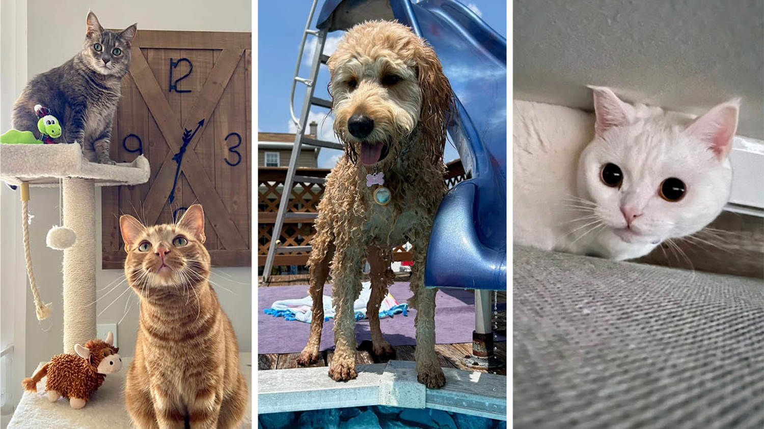 Larken Associates Announces Winners of Bark'n Living Summer Pet Photo Contest for Multifamily Communities