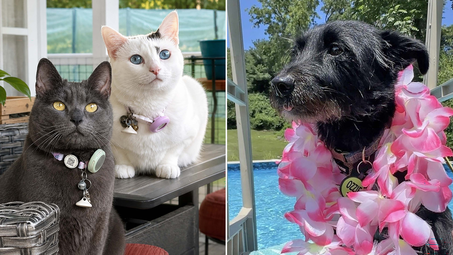 Larken Associates Hosts Annual Bark'n Living Summer Pet Photo Contest at Larken Living Apartment Communities