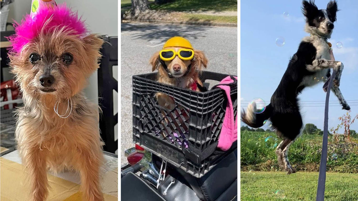 Larken Associates Announces Winners of Bark'n Living Summer Pet Photo Contest for Multifamily Communities