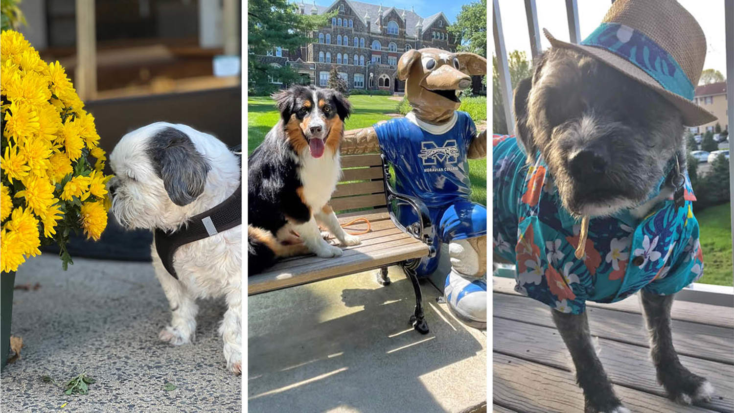Larken Associates Hosts Annual Summer Pet Photo Contest at Larken Living Multifamily Communities
