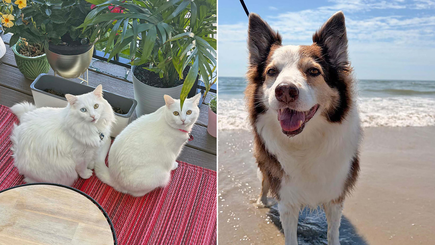 Larken Associates Hosts Annual Bark'n Living Summer Pet Photo Contest at Larken Living Apartment Communities