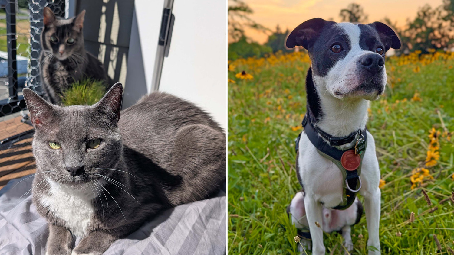 Larken Associates Hosts Annual Bark'n Living Summer Pet Photo Contest at Larken Living Apartment Communities